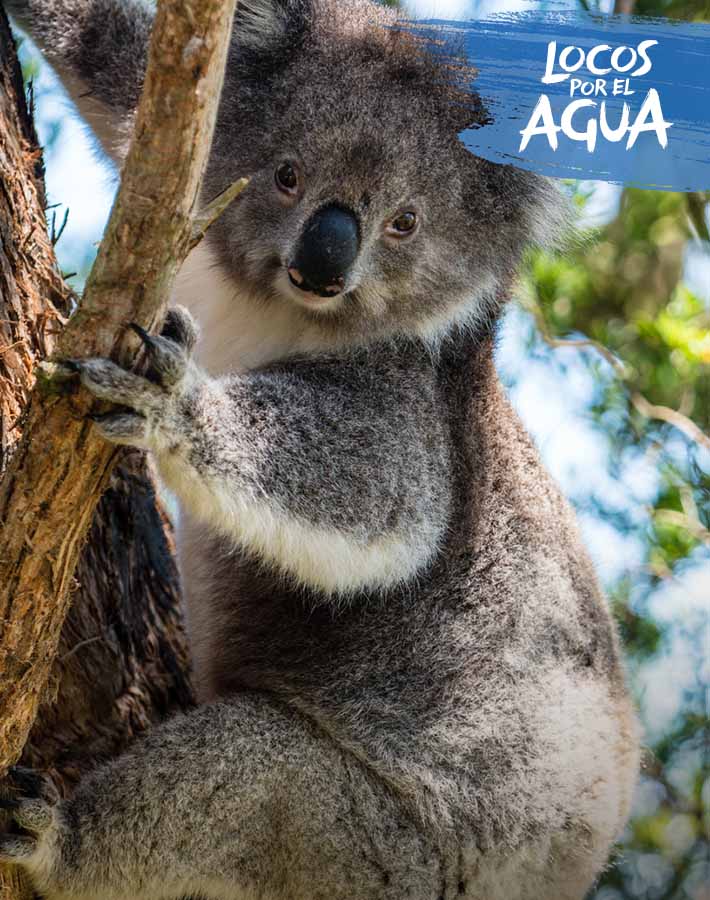 De Donde Procede La Palabra Koala